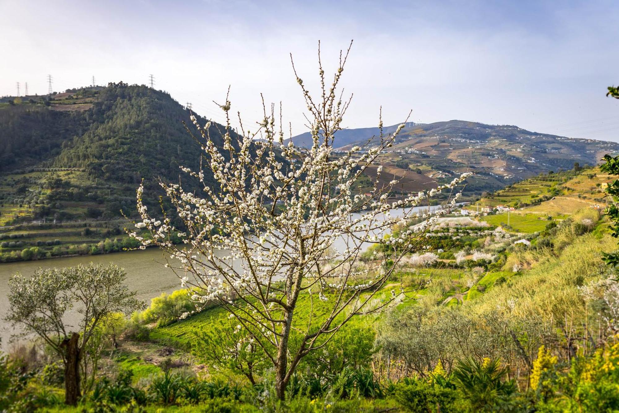 Fraga Douro House, Douro Valley Resende Eksteriør billede